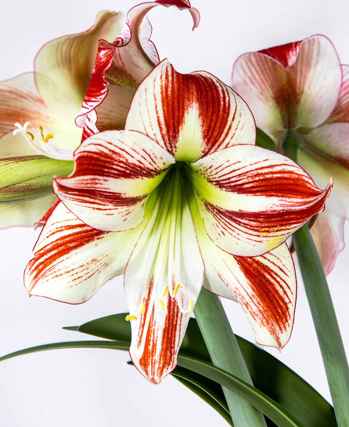 Ambiance Amaryllis - 22-26 cm bulb