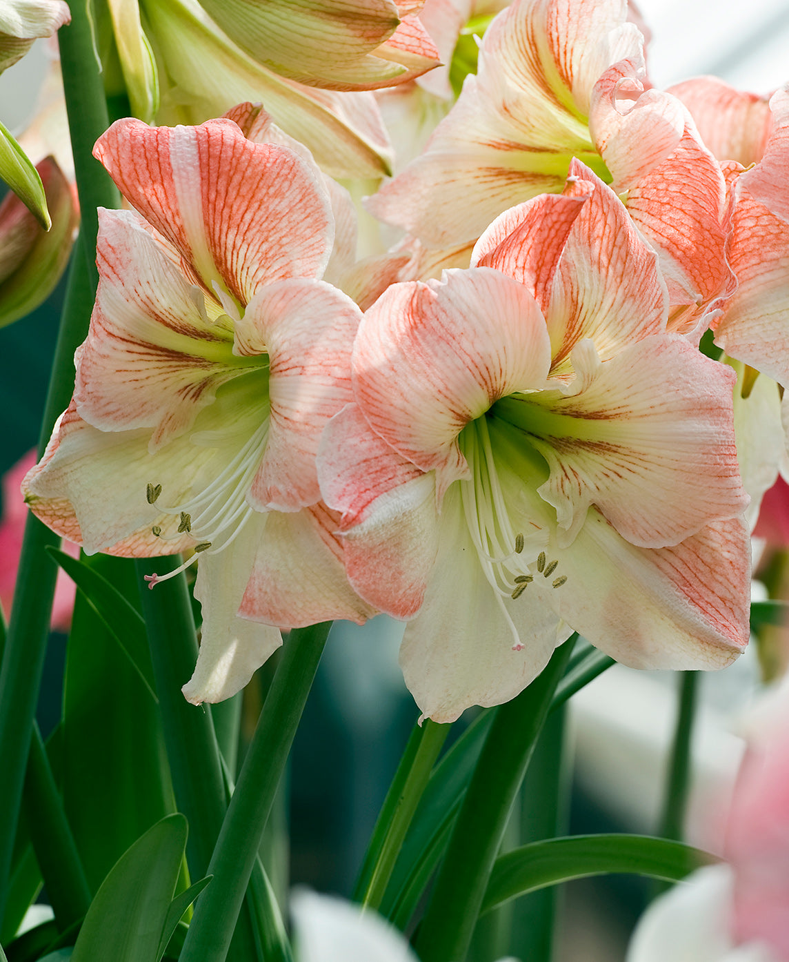 apple-blossom-amaryllis-1-bulb