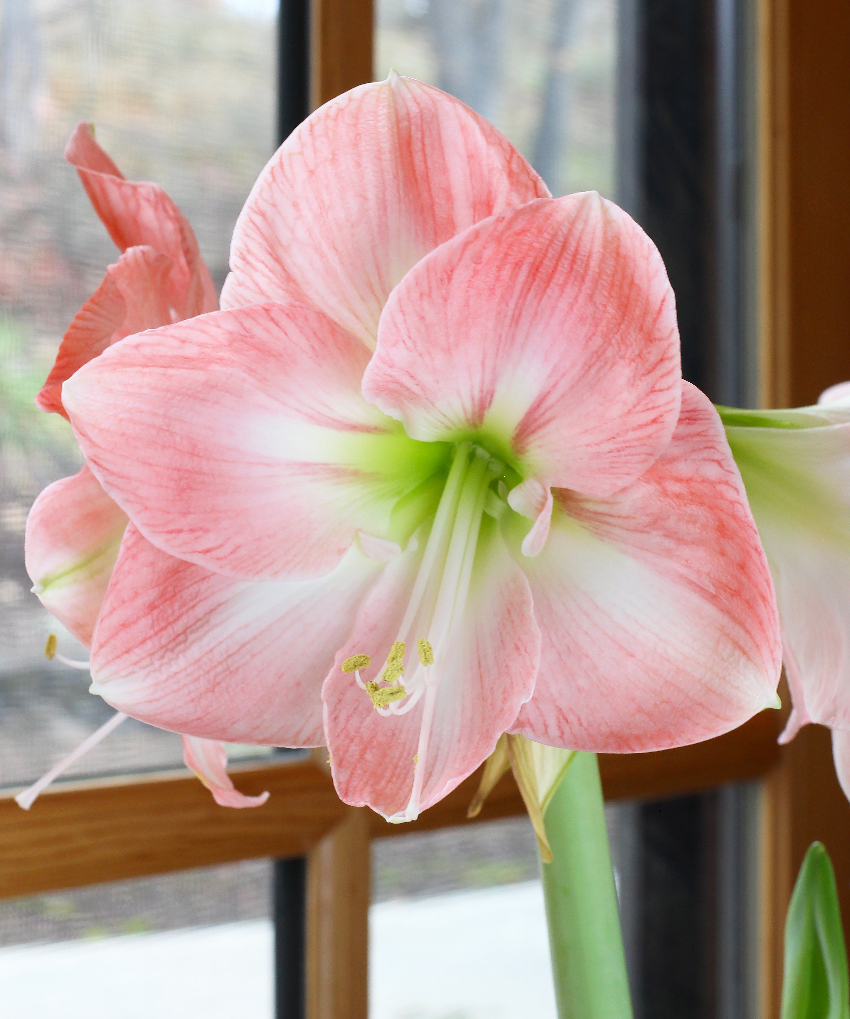 apple-blossom-amaryllis-1-bulb