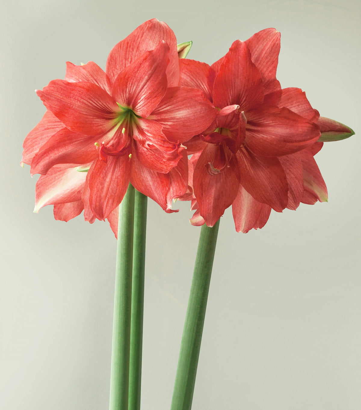 Ballerina® Sonatini Amaryllis
