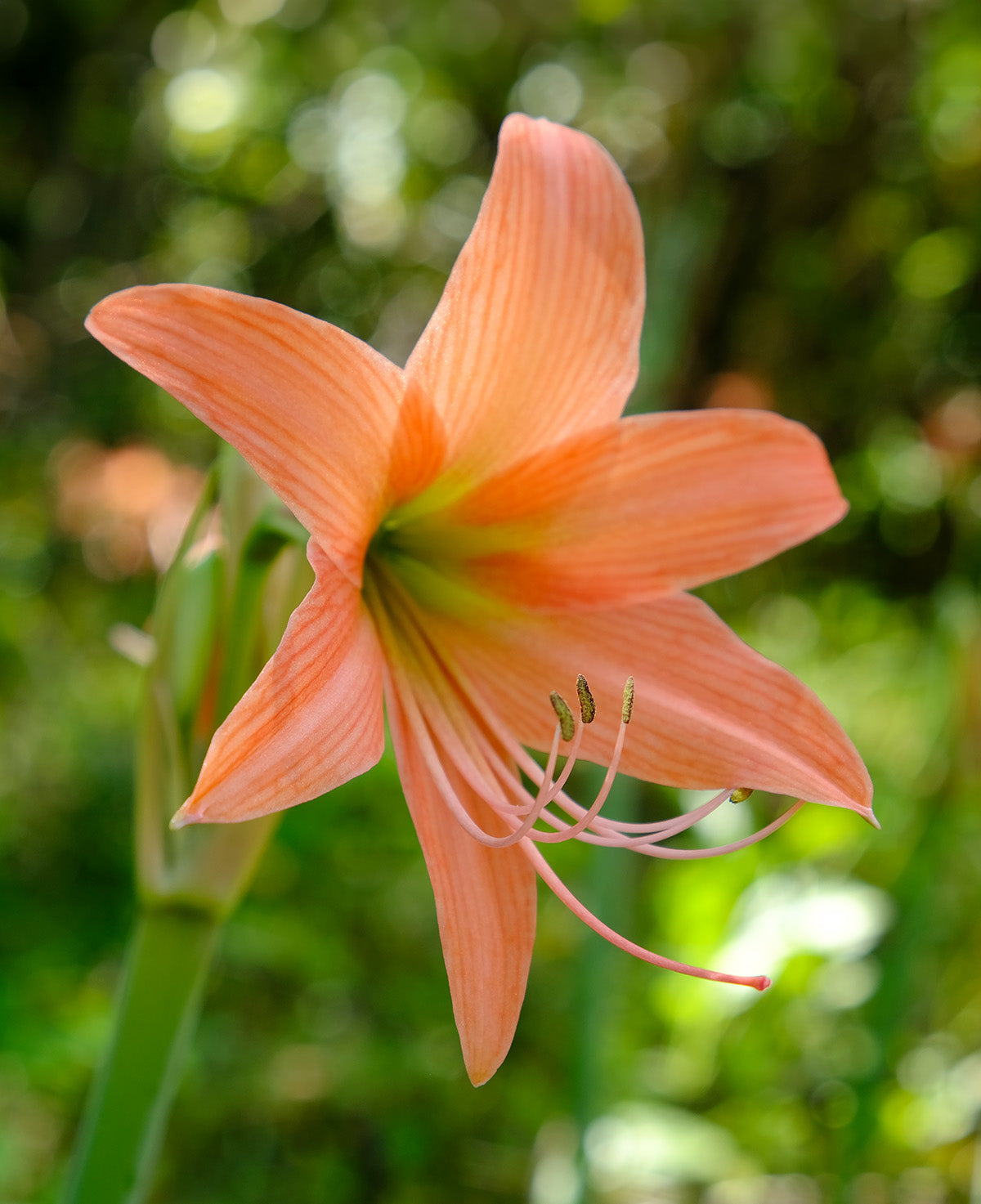 Belladonna® Sonatini Amaryllis
