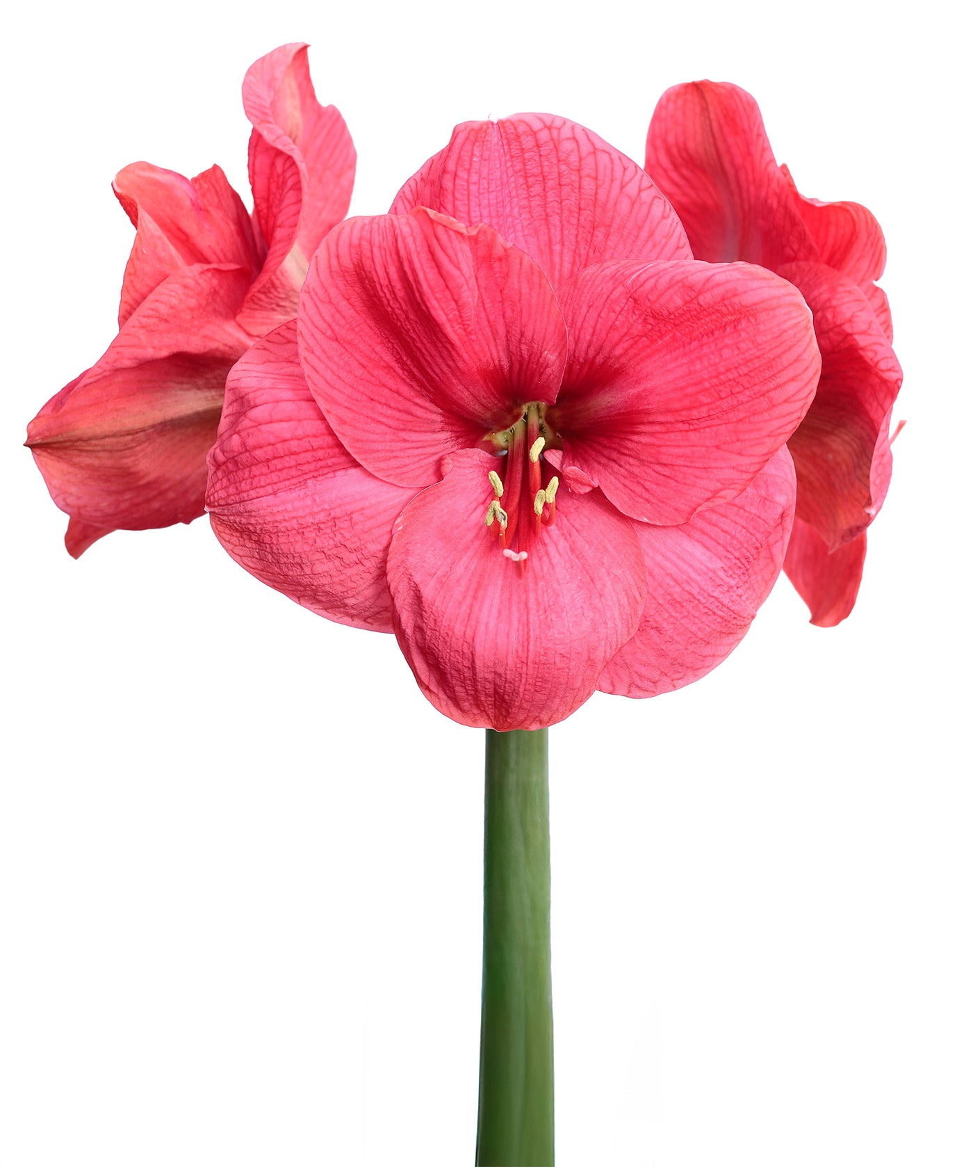 Bolero Amaryllis
