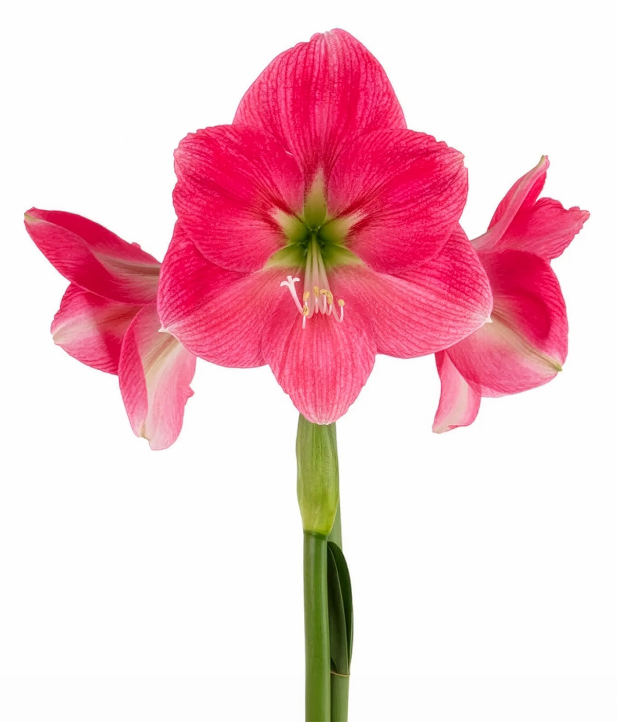 Breathless® Symphony Amaryllis - 22-26 cm bulb