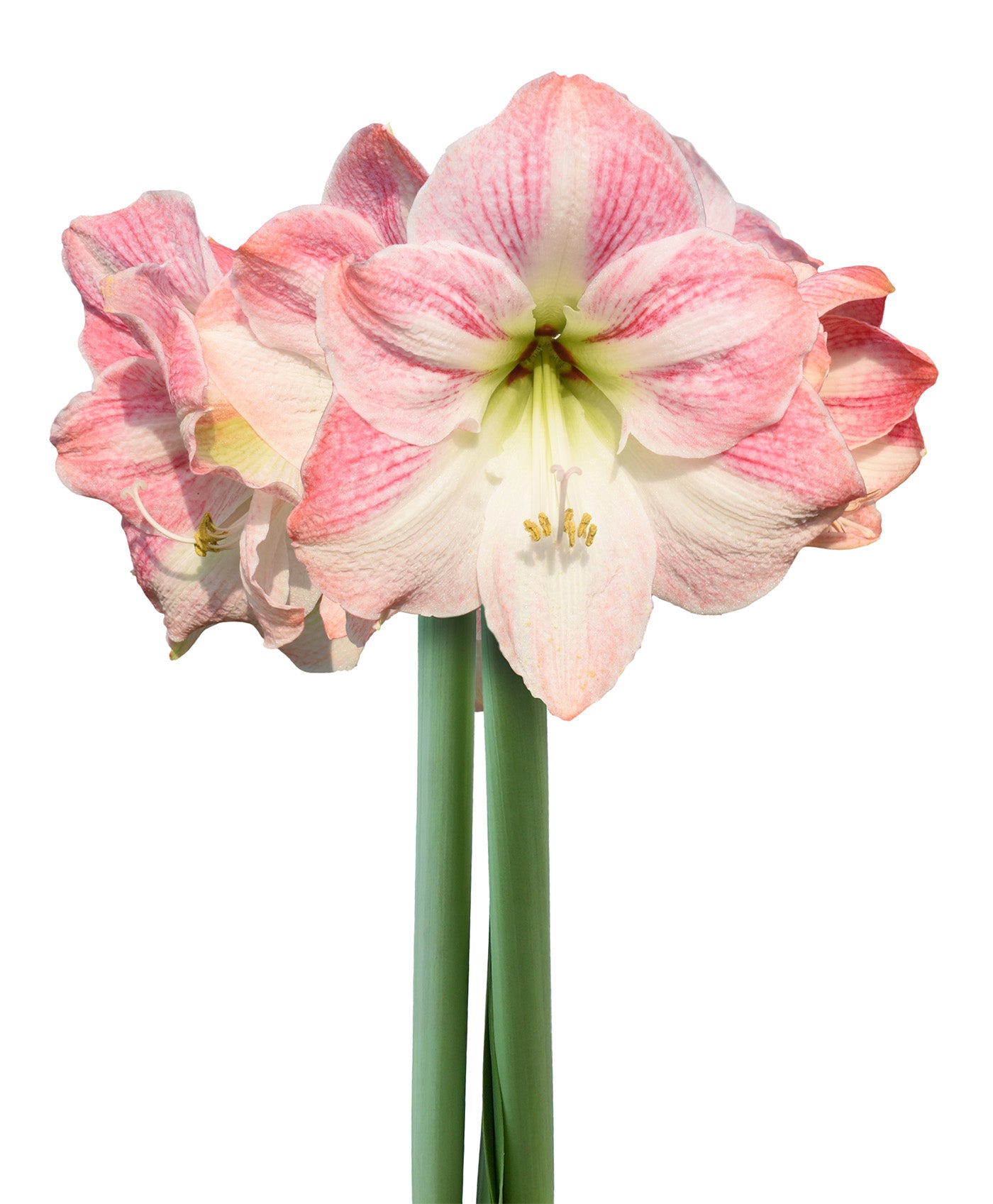Cherry Blossom Amaryllis - 28-32 cm bulb