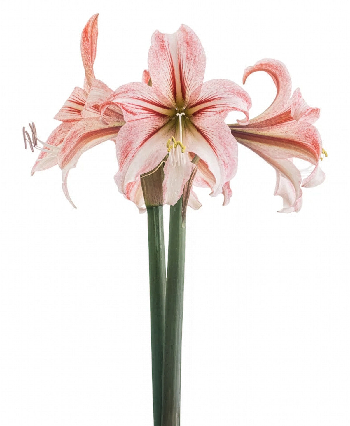Circus Circus® Sonata Amaryllis - 14-18 cm bulb