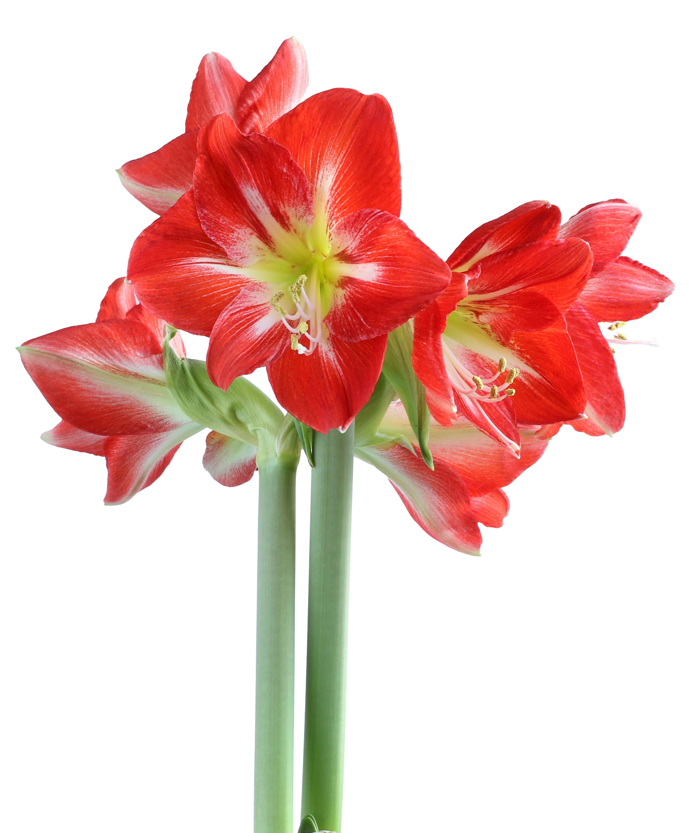 Cocktail® Symphony Amaryllis