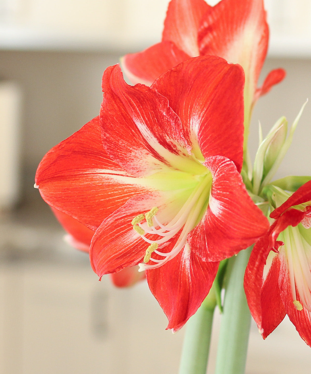 Cocktail® Symphony Amaryllis