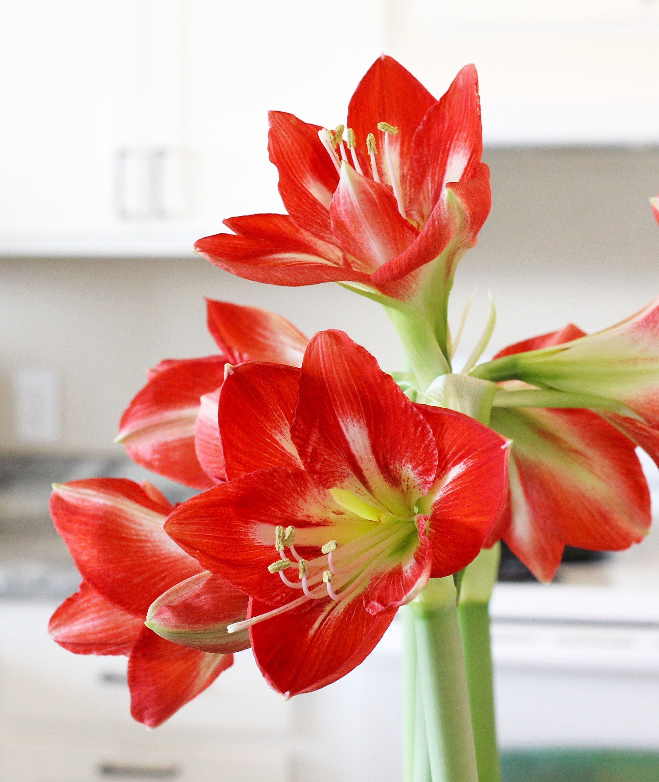 cocktail®-symphony-amaryllis-bulb
