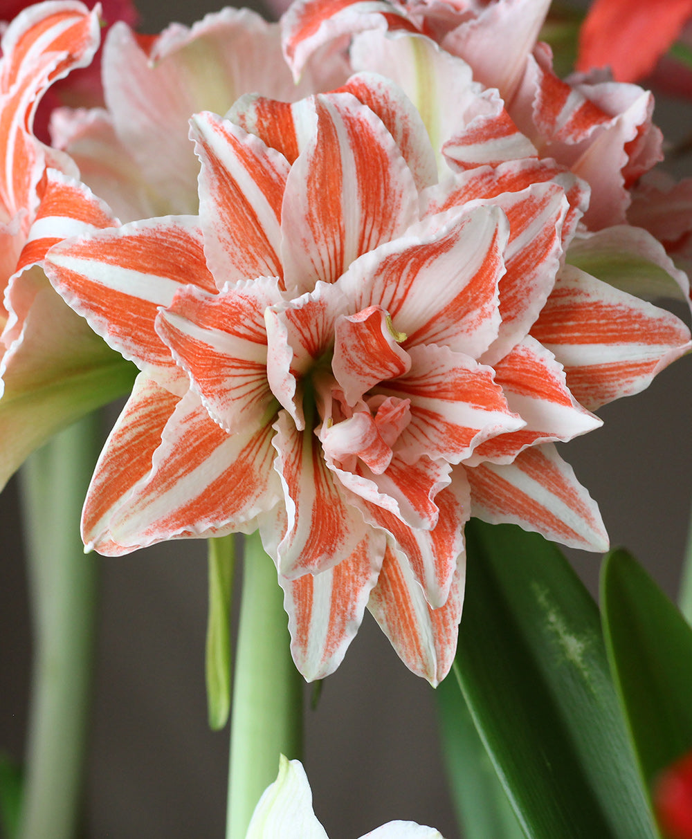 Dancing Queen Amaryllis