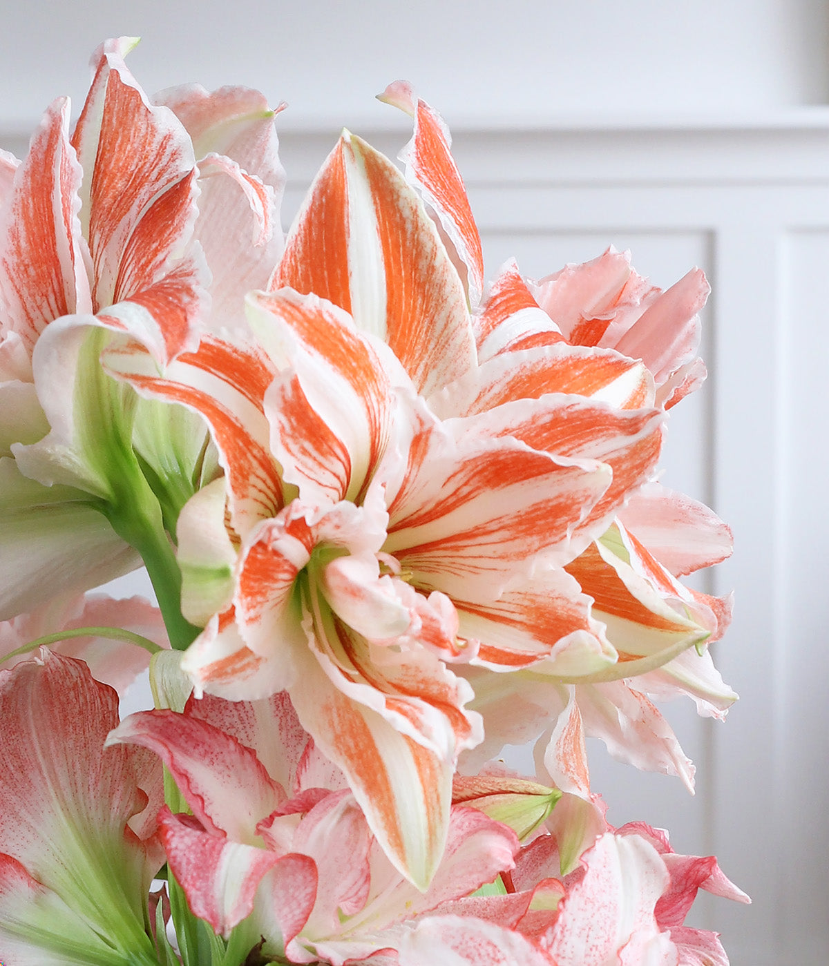 Dancing Queen Amaryllis