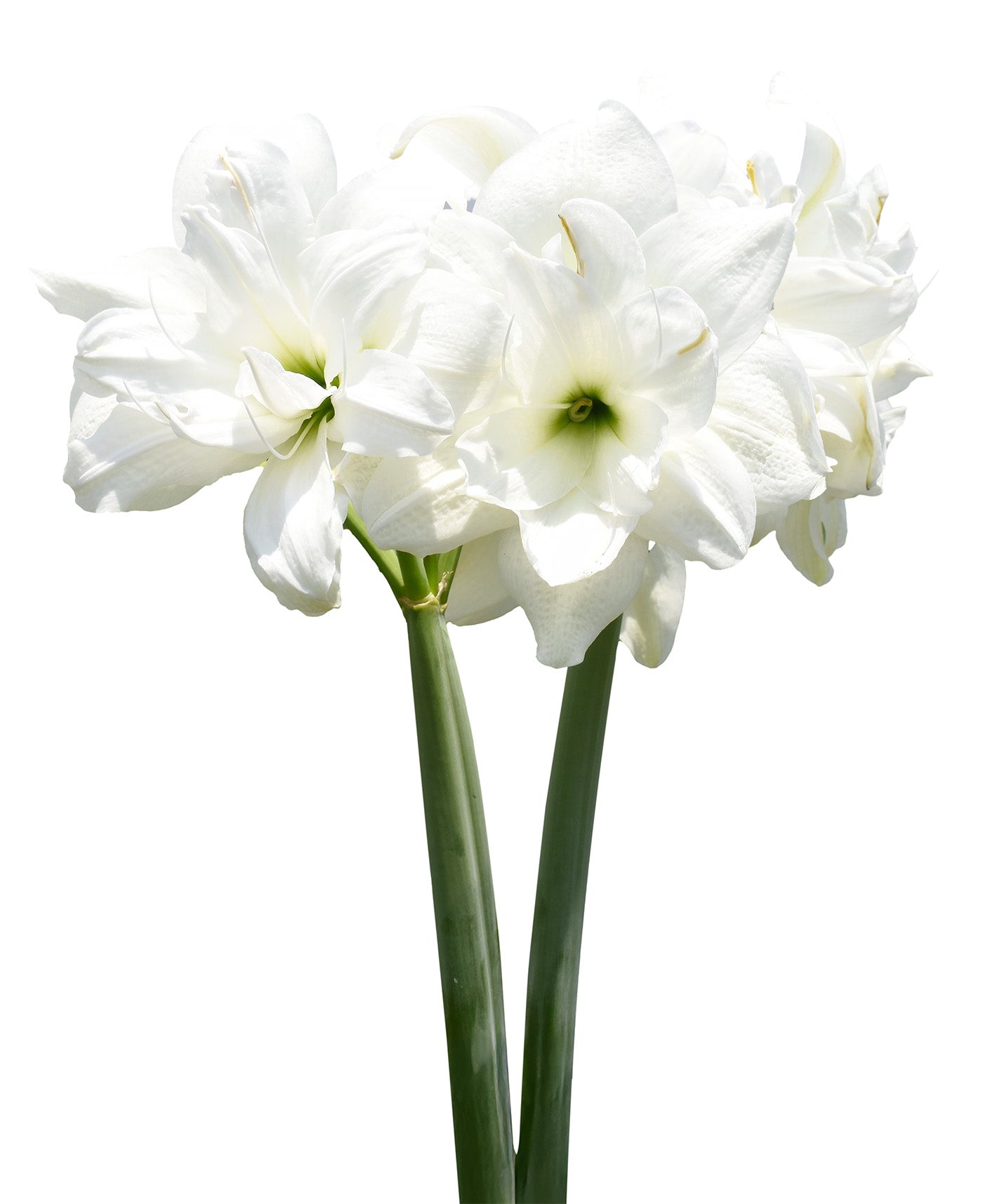 Double Snow Amaryllis - 40+ cm bulb