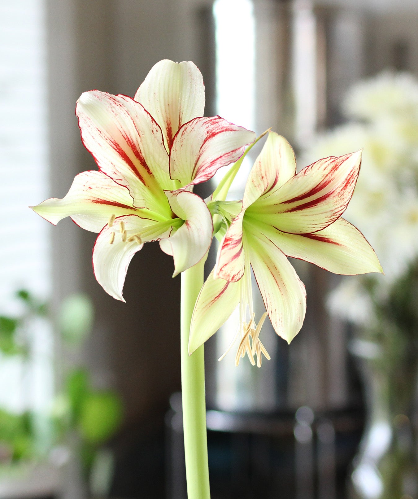 dragonfly®-sonatini-amaryllis-22-24-cm-bulb