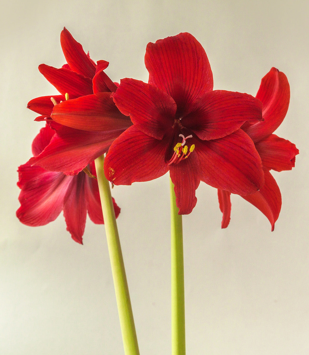 Fire Dancer® Sonatini Amaryllis - 16-20 cm bulb