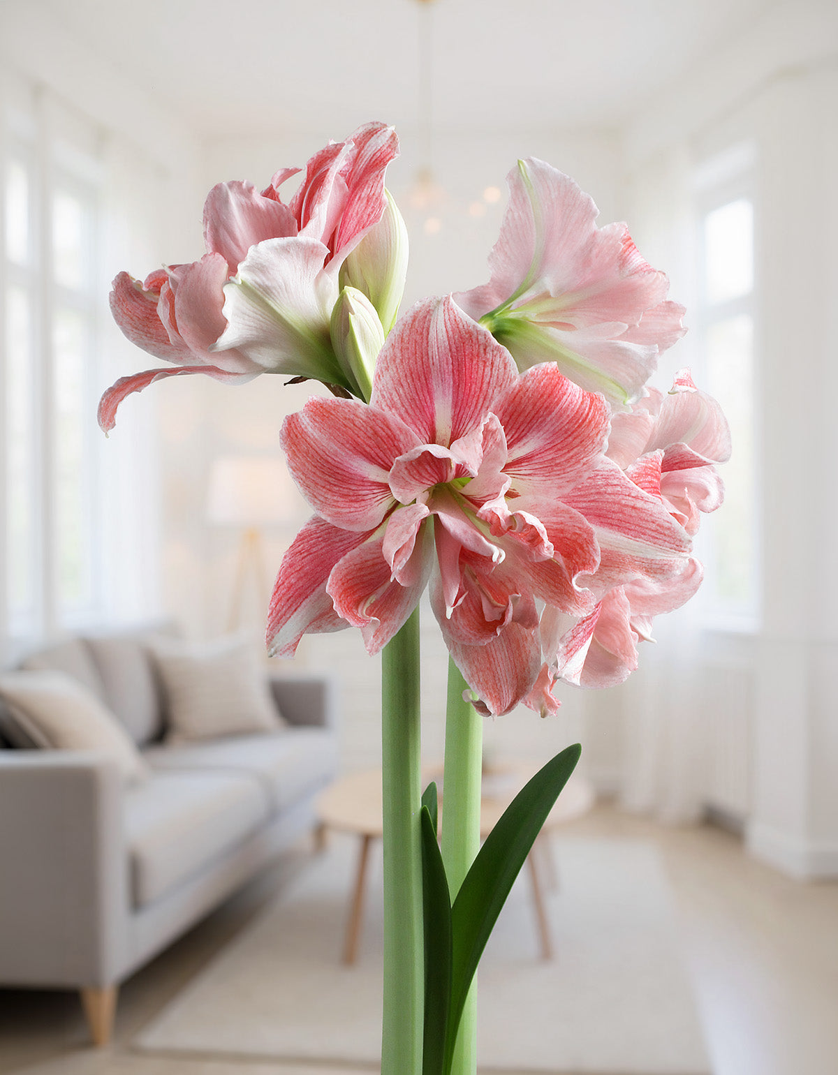First Love® Symphony Amaryllis