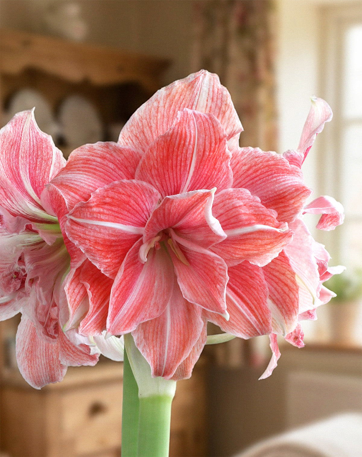 First Love® Symphony Amaryllis
