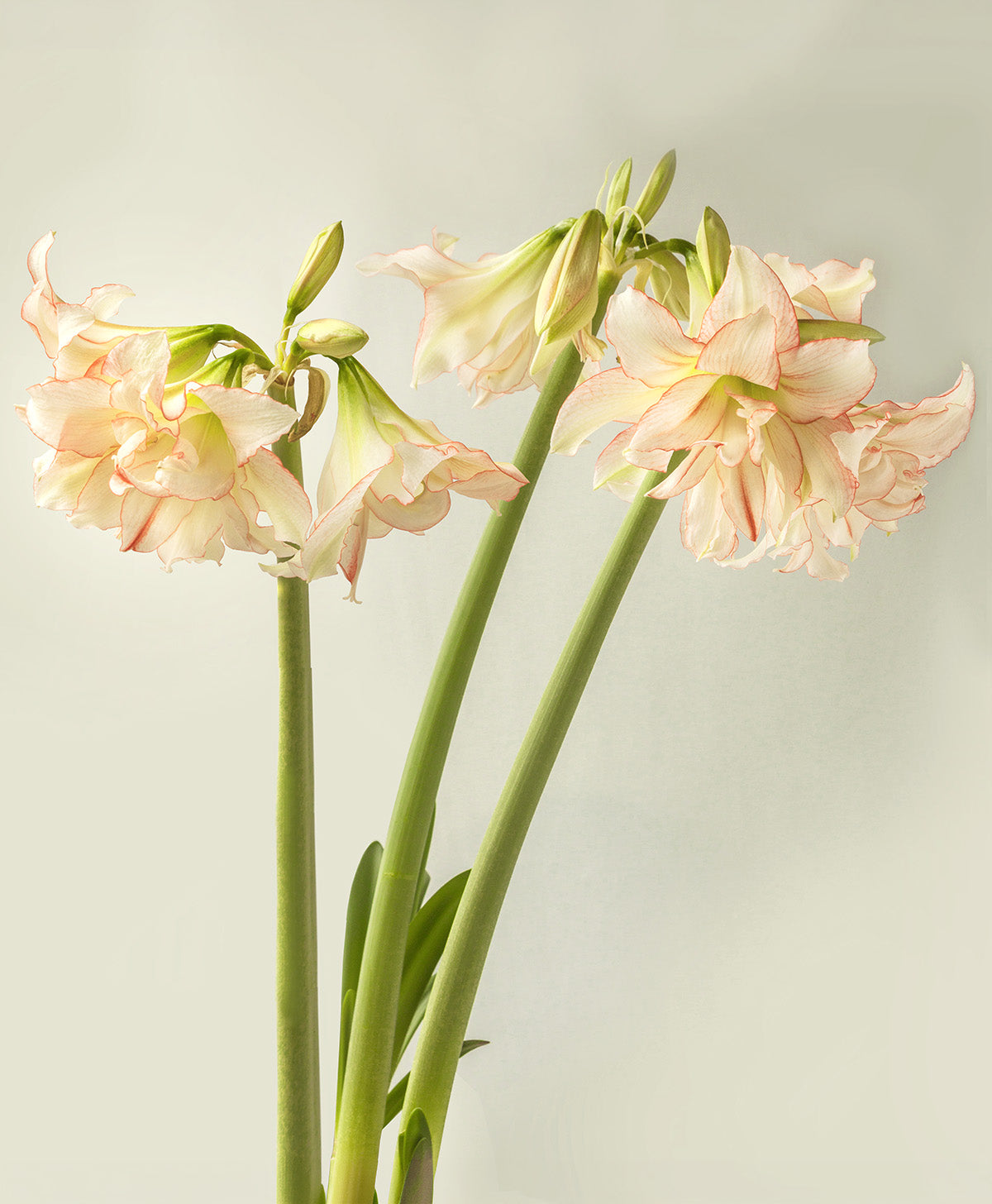 Harlequin® Sonata Amaryllis