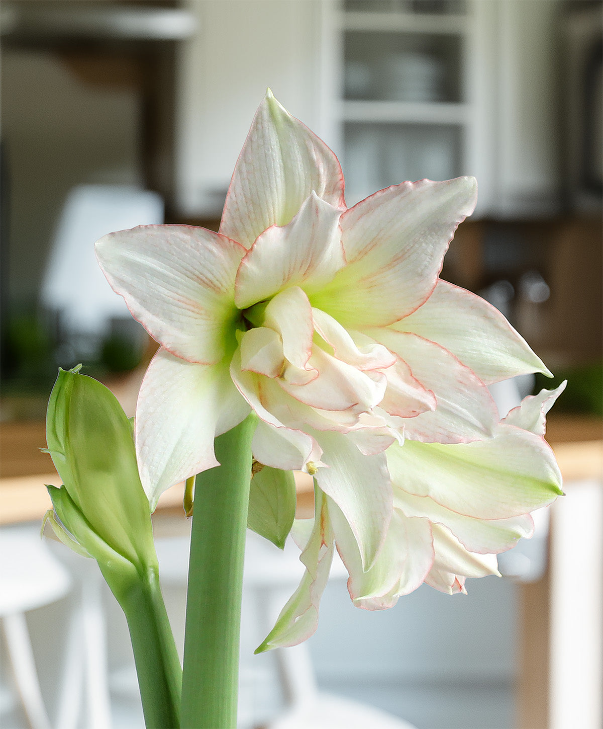 Harlequin® Sonata Amaryllis