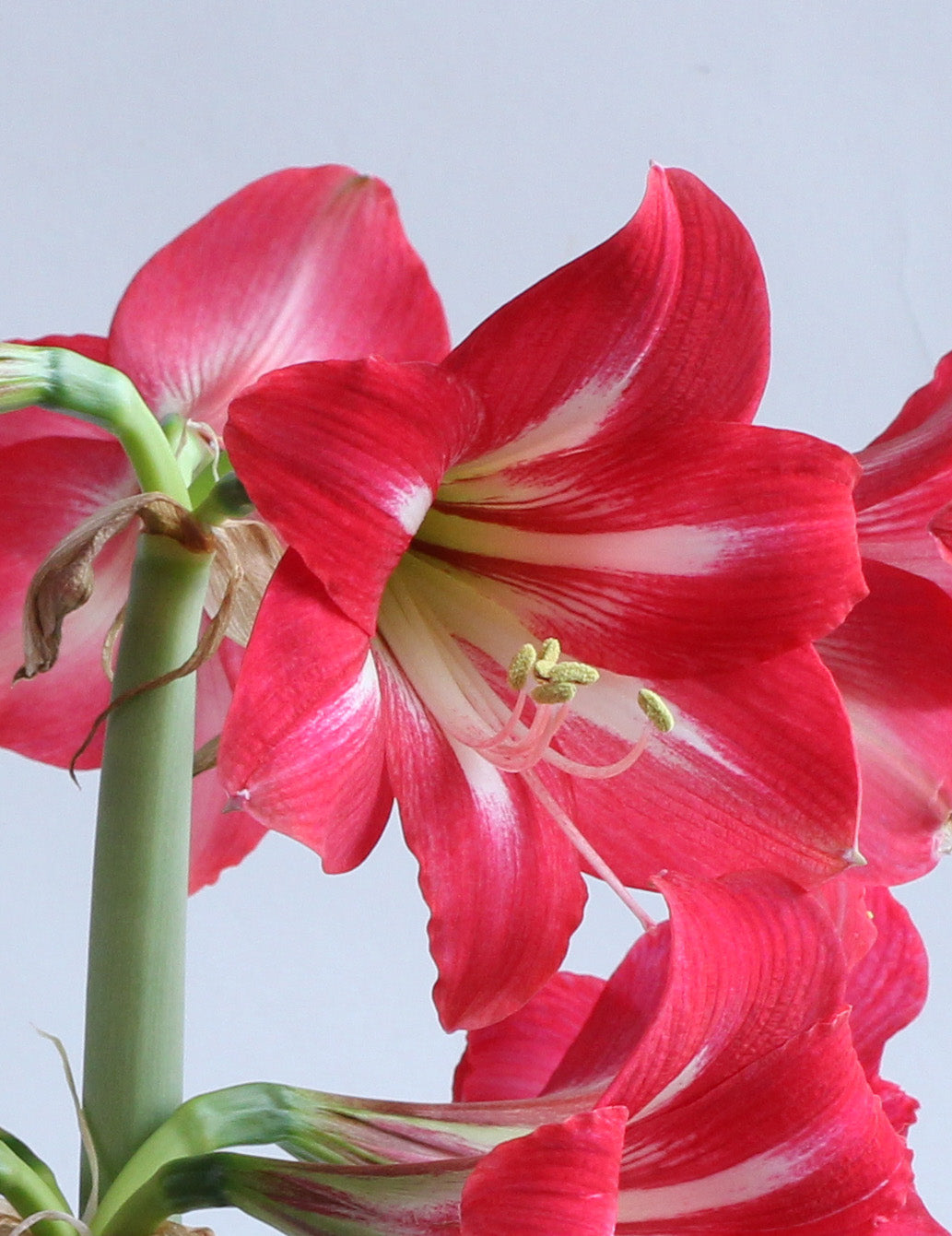 Hot Lips® Sonatini Amaryllis - 16-20 cm bulb
