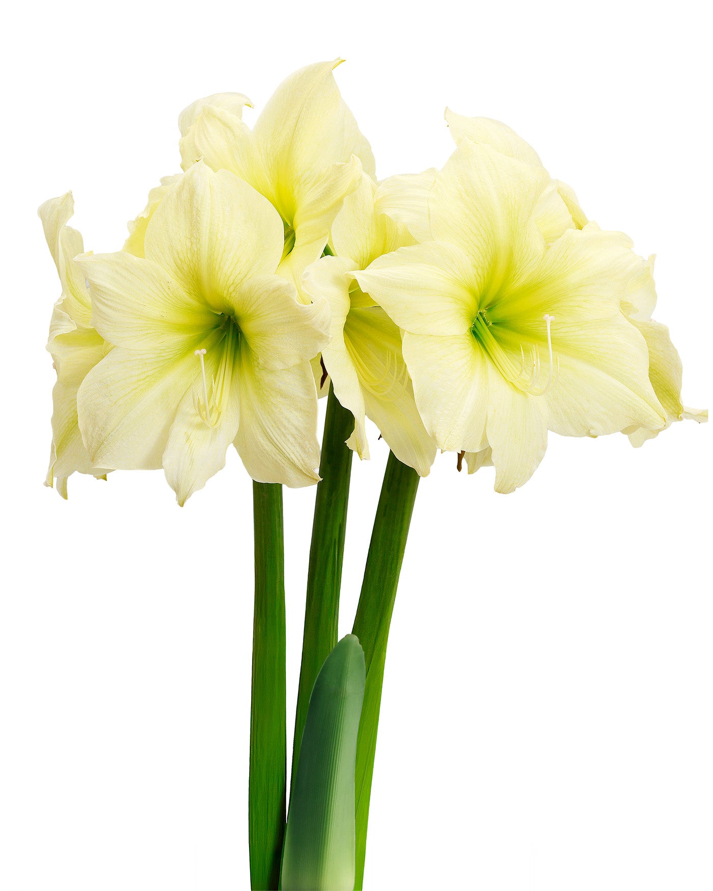 Lemon Star Amaryllis - 28-32 cm bulb