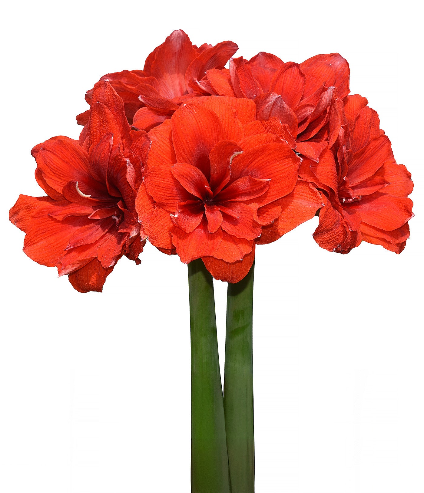 Malaga Amaryllis - 28-32 cm bulb