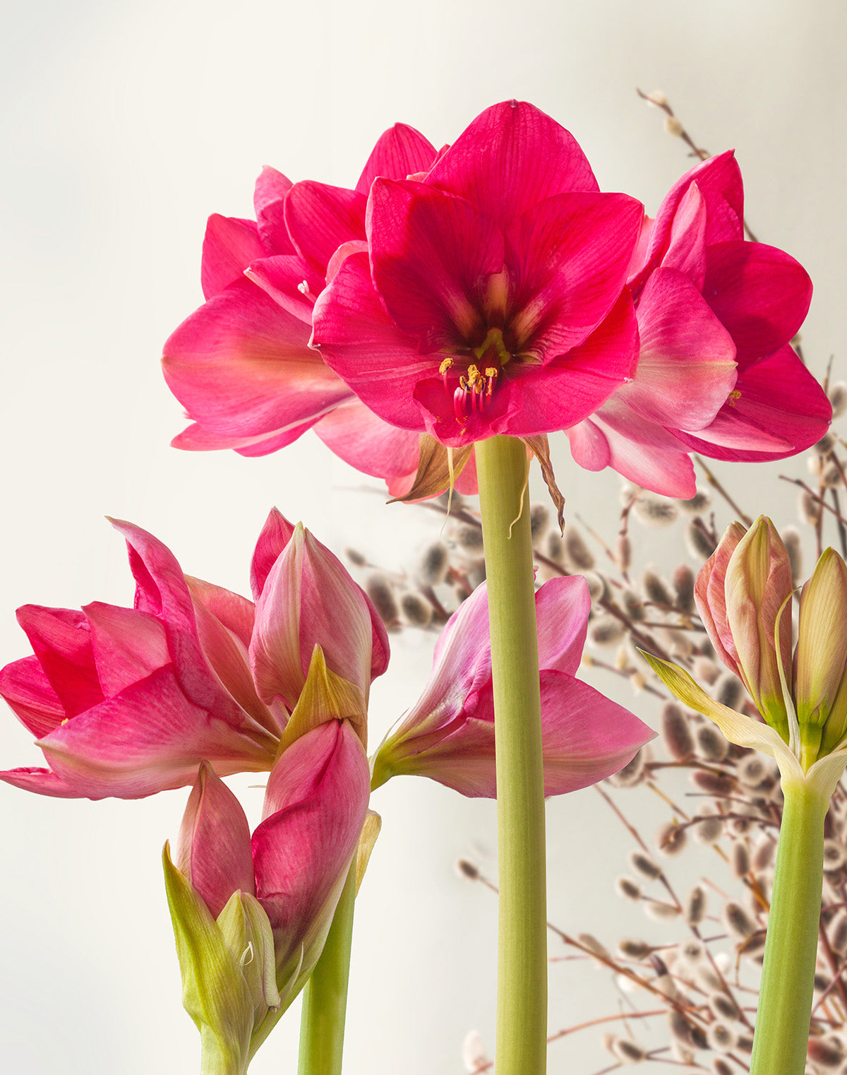 Milady Symphony Amaryllis - 22-28 cm bulb