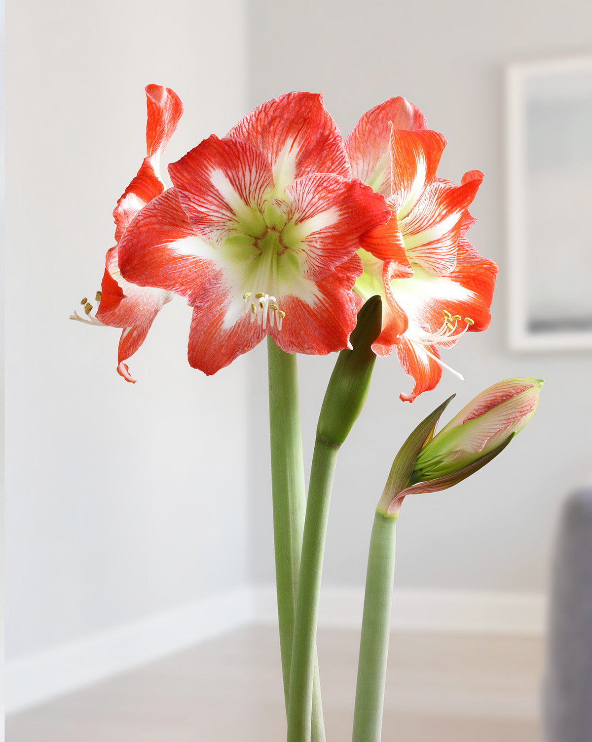 Minerva Amaryllis - 26-28 cm bulb