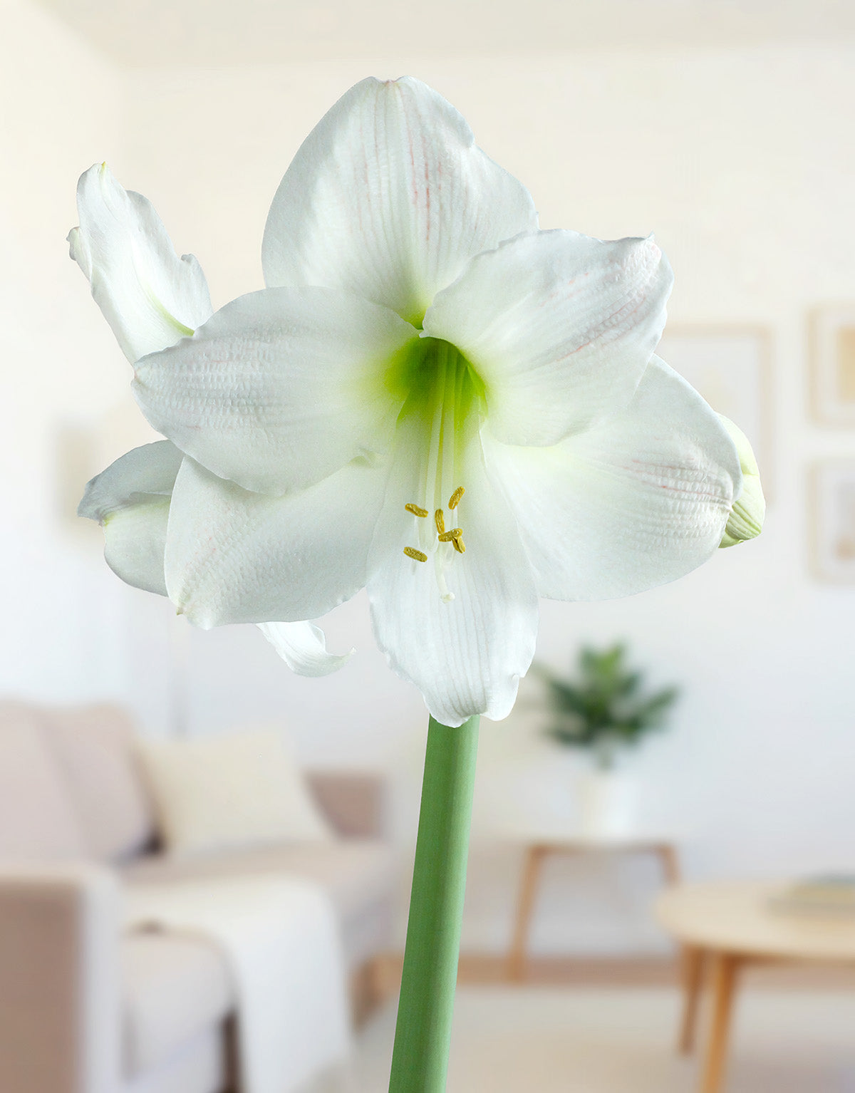 Mount Blanc Amaryllis - 22-26 cm bulb