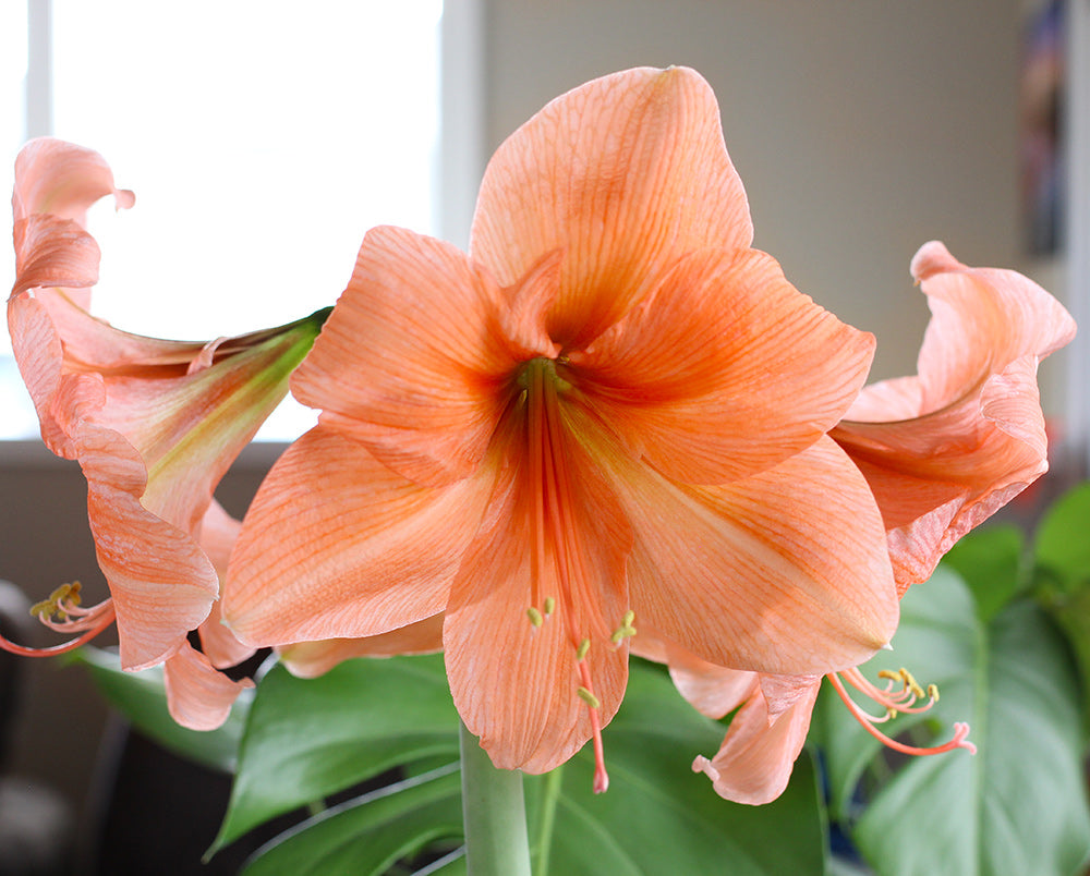 naranja-amaryllis-bulb