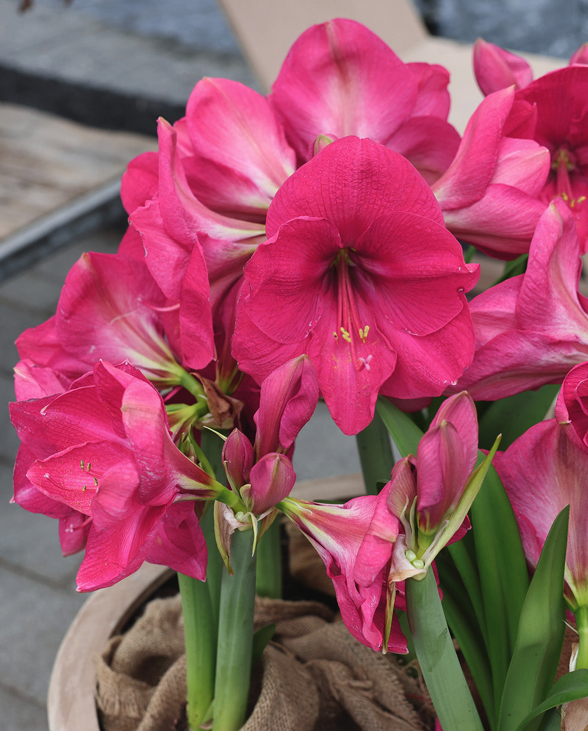 Pink Jumbo Amaryllis