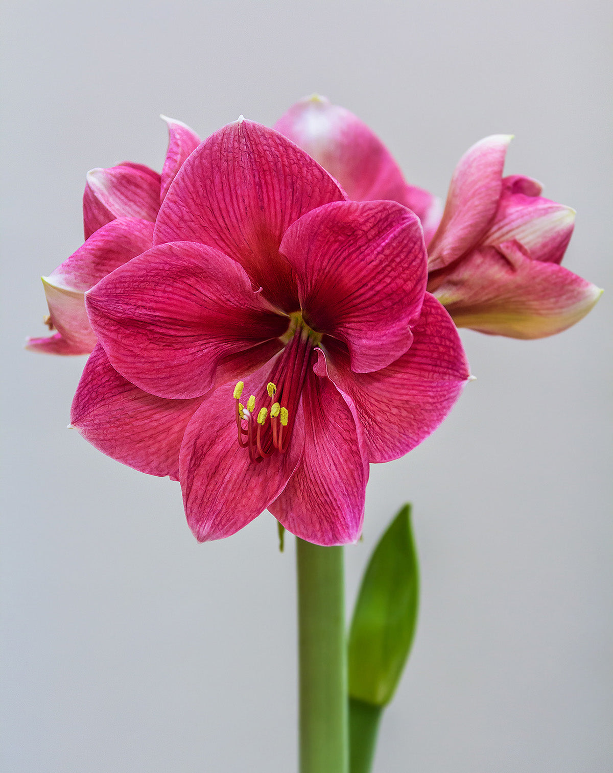Pink Jumbo Amaryllis