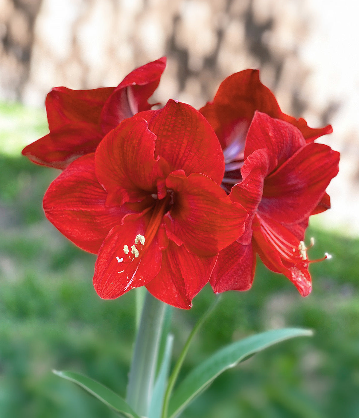 Red Lion Amaryllis - 22-26 cm bulb
