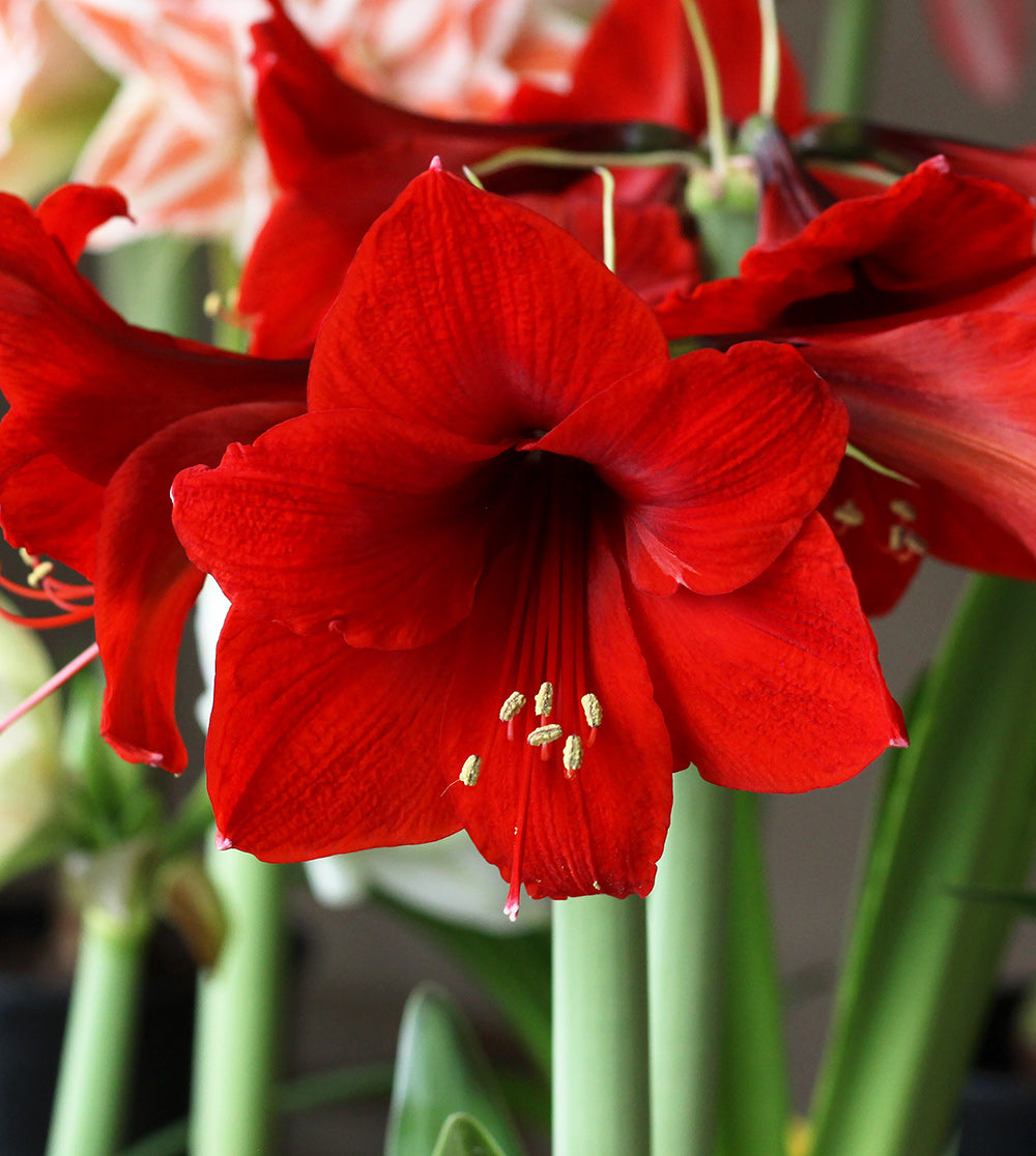 red-lion-amaryllis-1-bulb