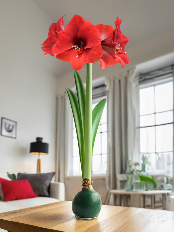 Green Waxed Amaryllis Bulb with Red Flower