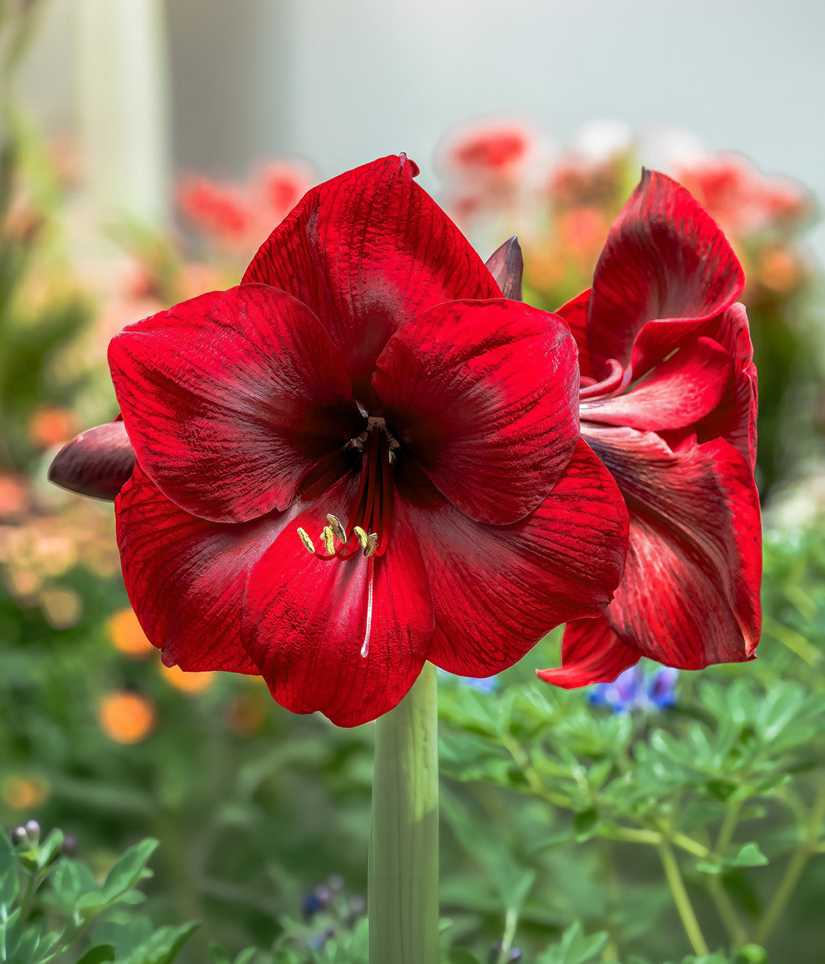Red Jumbo Amaryllis
