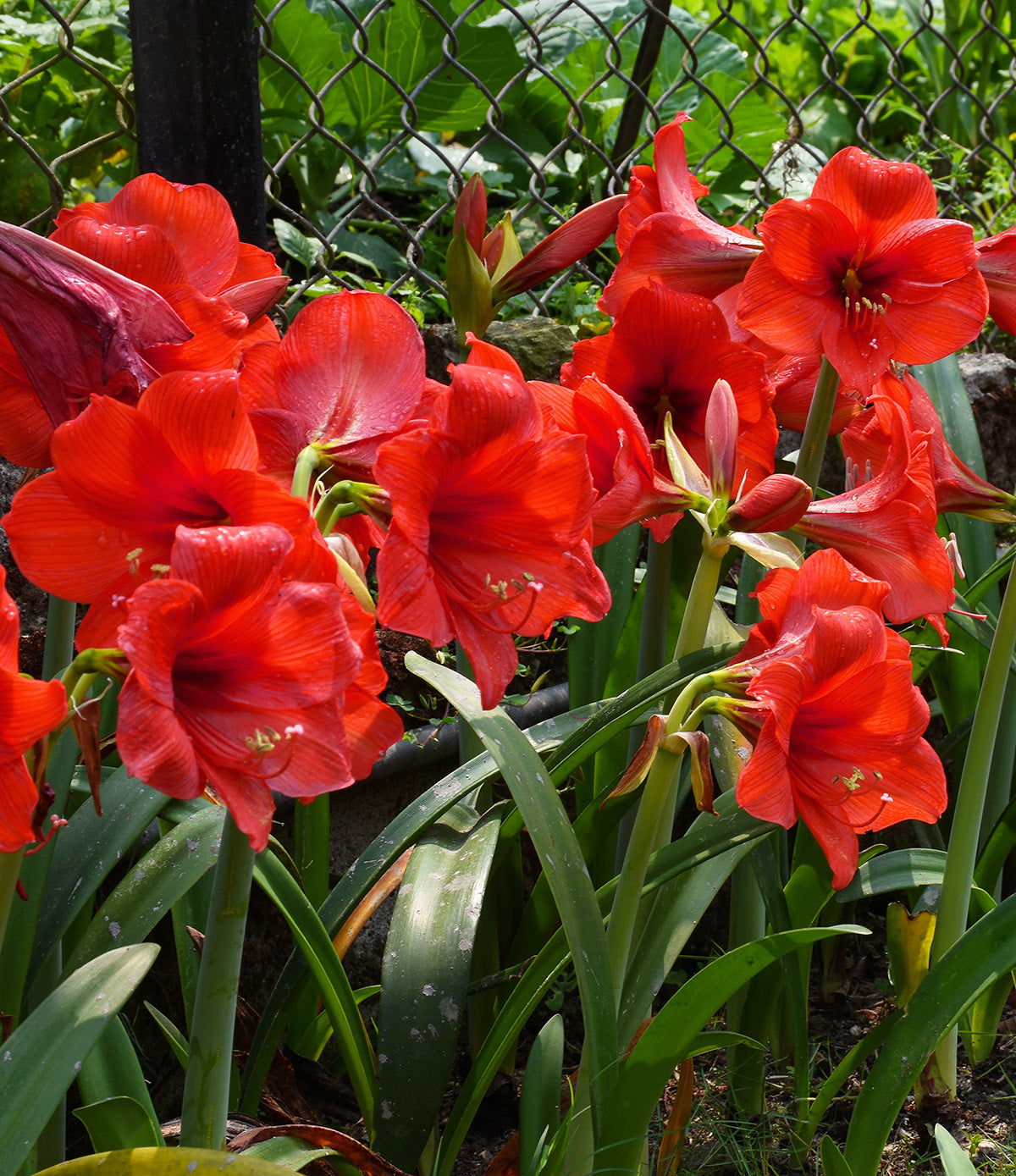 Red Jumbo Amaryllis