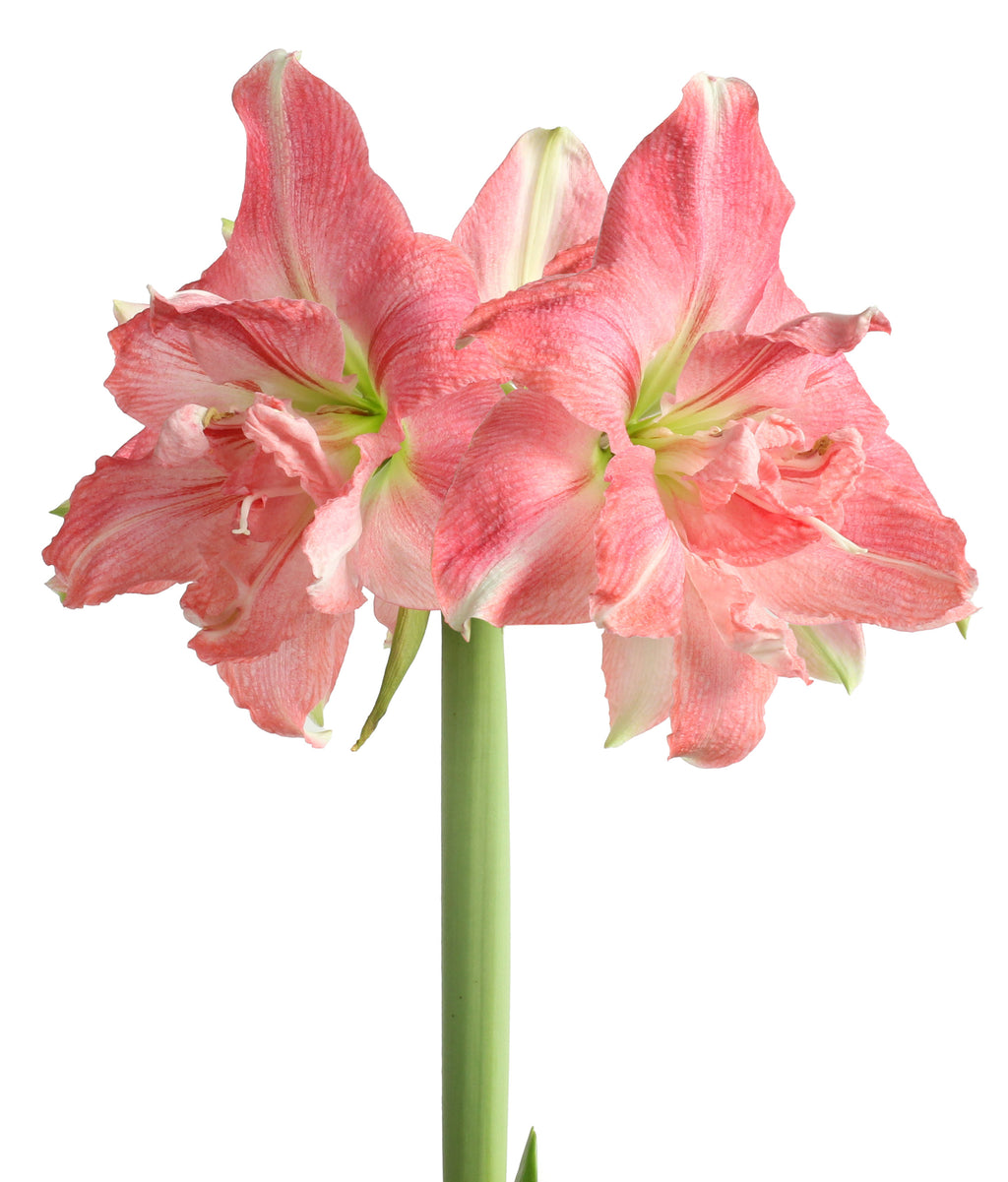 Rozetta® Symphony Amaryllis - 26-28 cm bulb