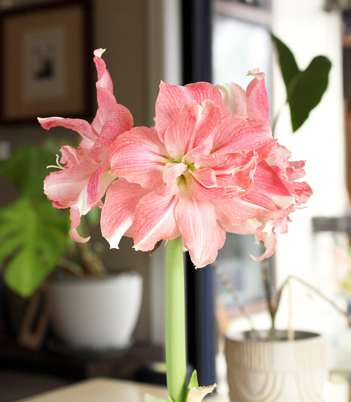 rozetta®-symphony-amaryllis-22-24-cm-bulb