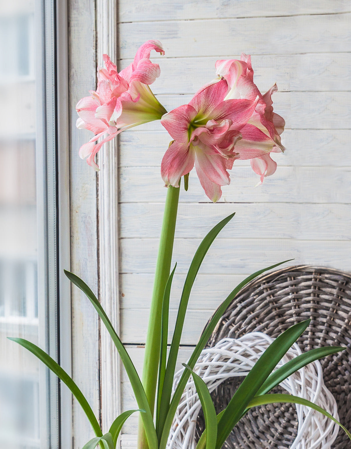 Rozetta® Symphony Amaryllis