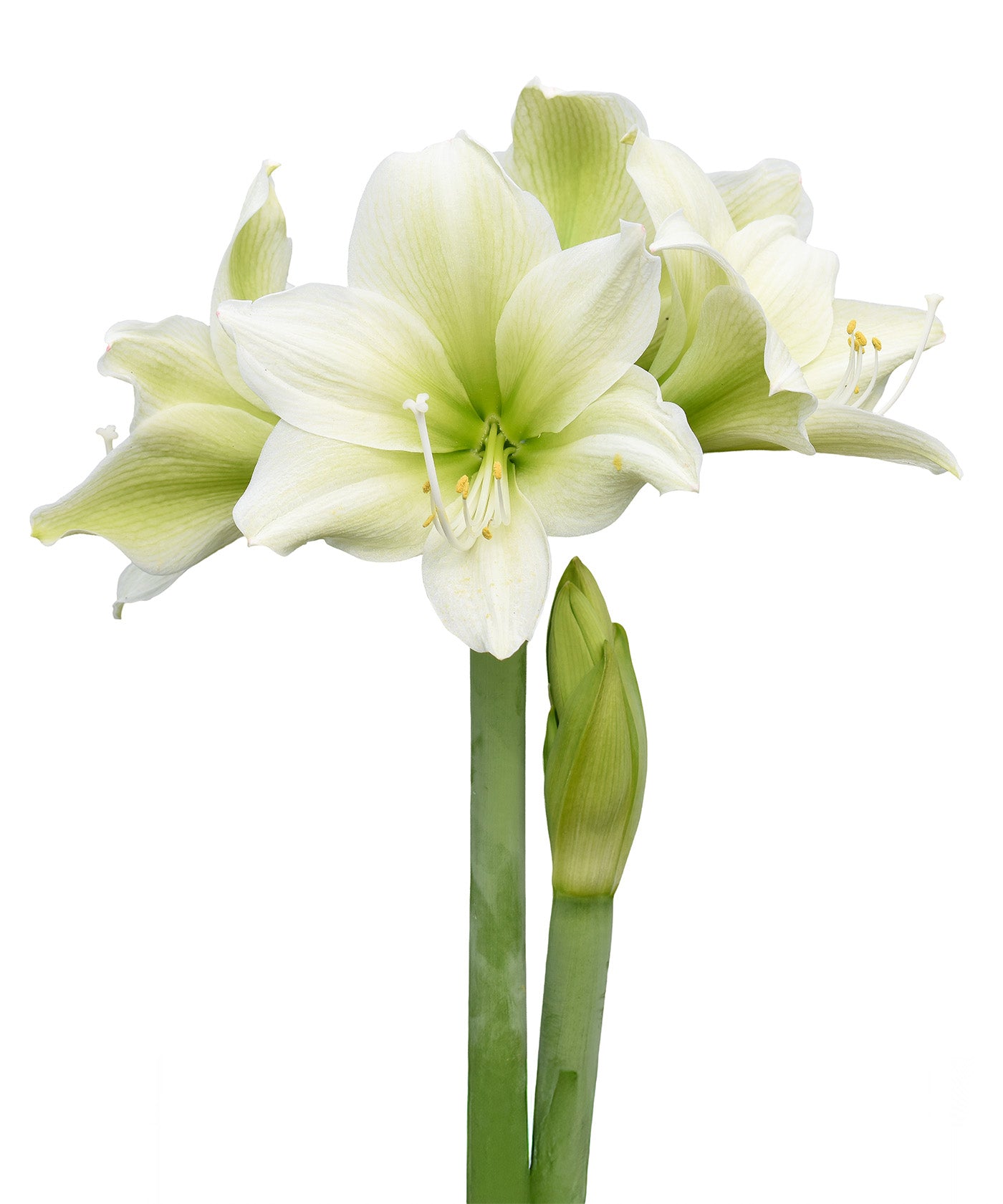 Siberia Amaryllis - 28-32 cm bulb