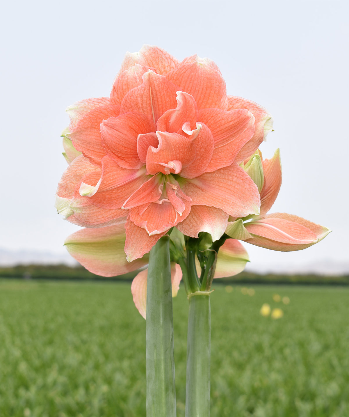 Tika Coral Amaryllis