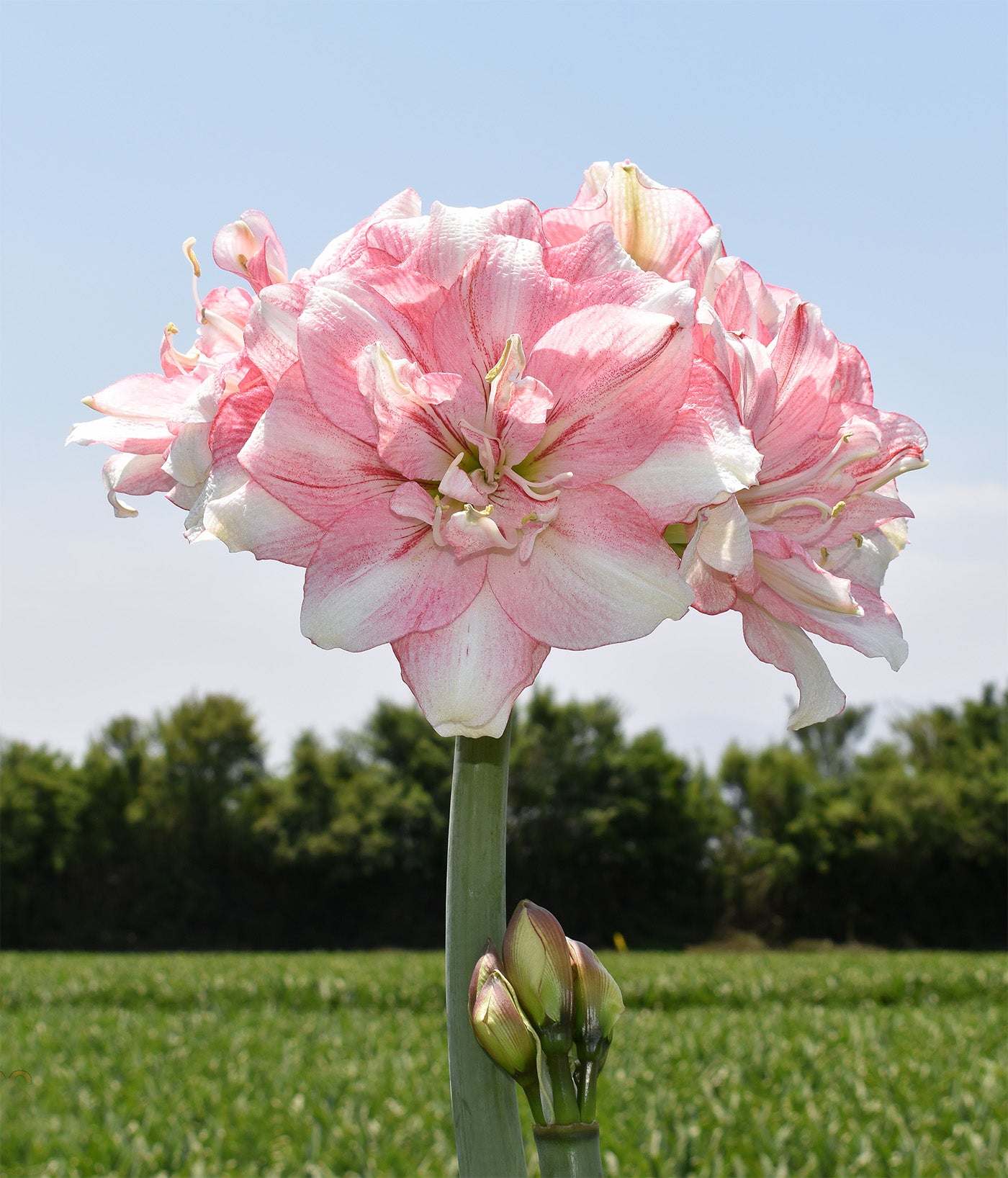 Tika Disco Amaryllis