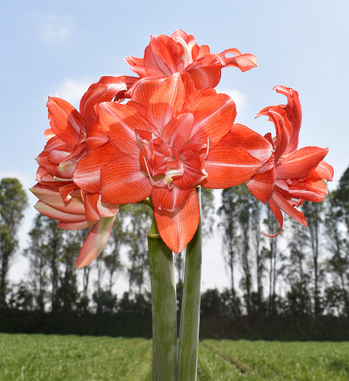 Tika Dream Amaryllis - 28-32 cm bulb