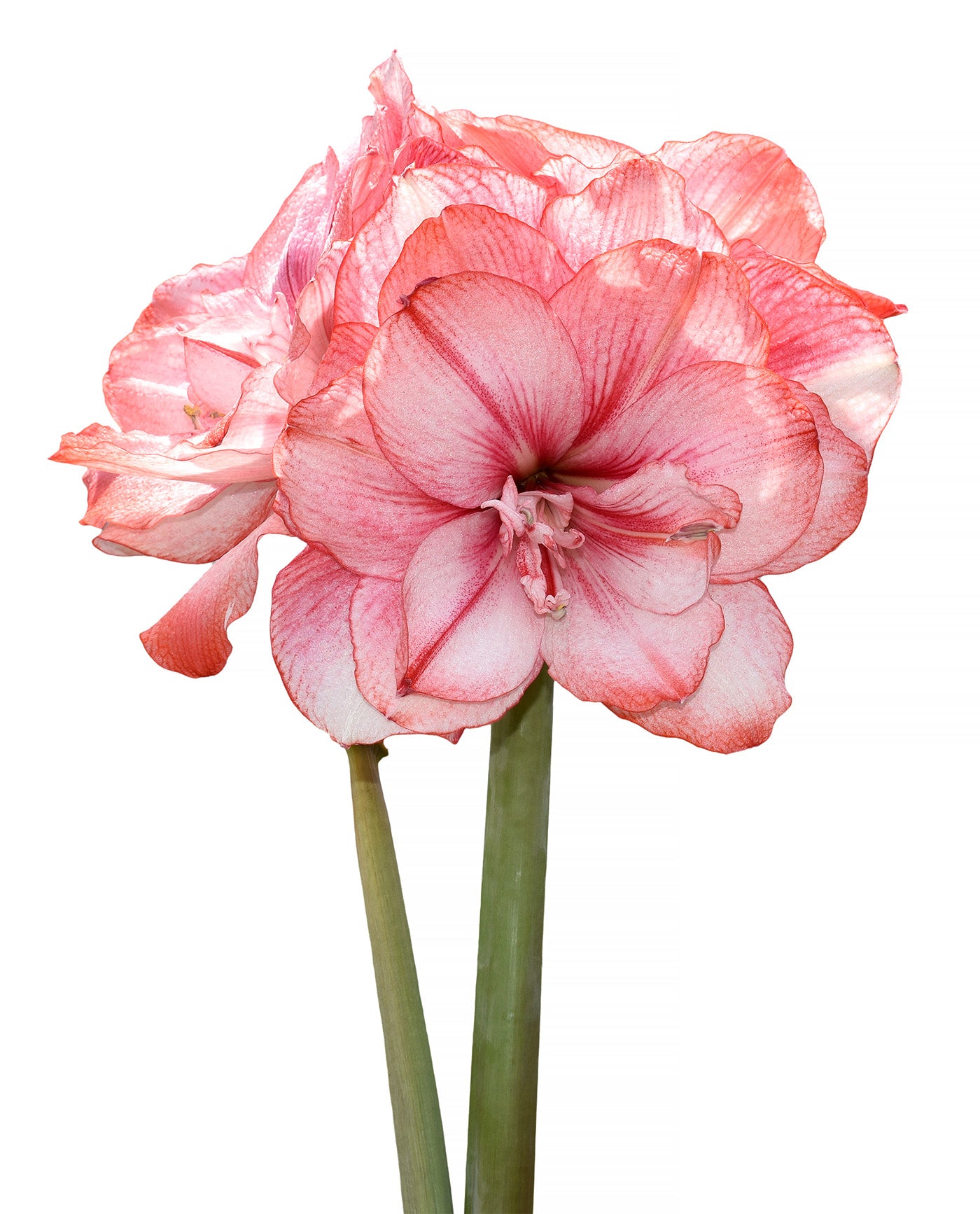 Tika Fairy Amaryllis - 28-32 cm bulb