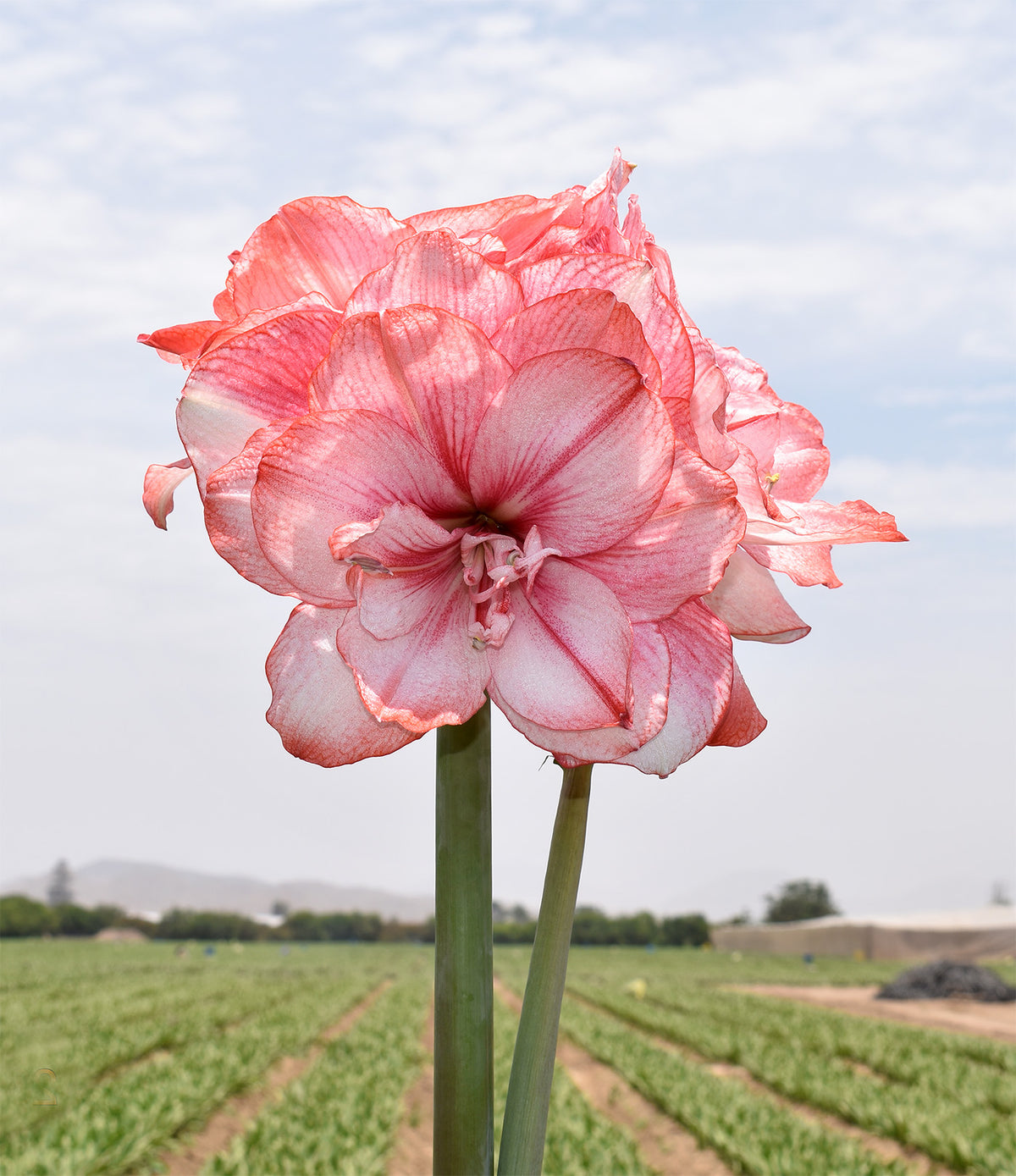 Tika Fairy Amaryllis