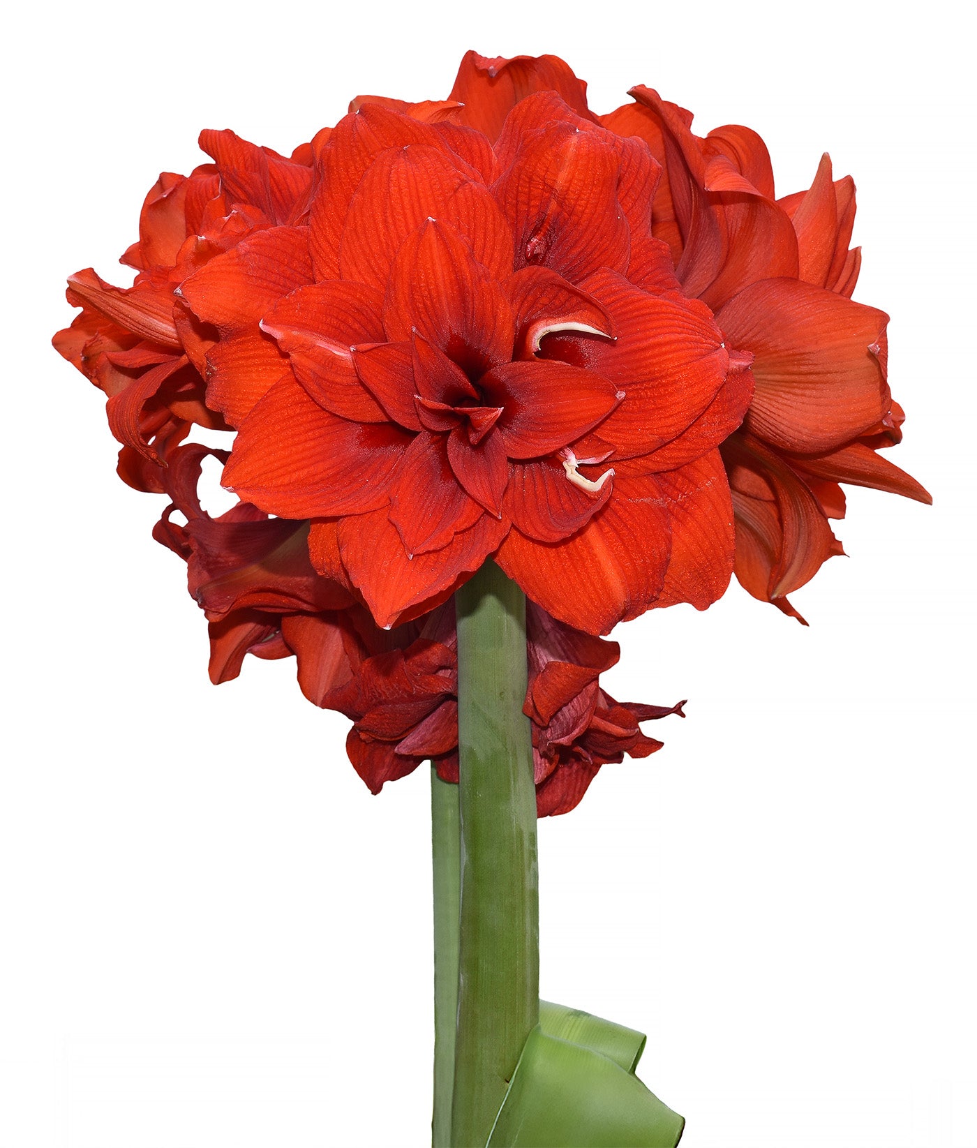 Tika Jazz Amaryllis - 28-32 cm bulb