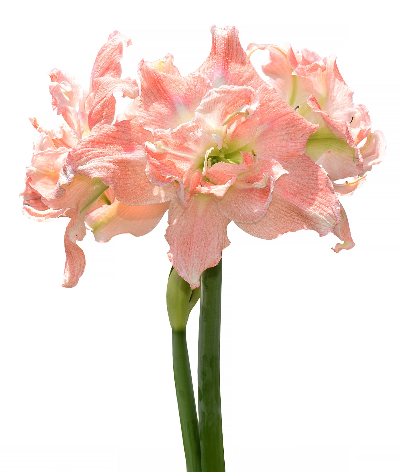 Tika Princess Amaryllis - 28-32 cm bulb