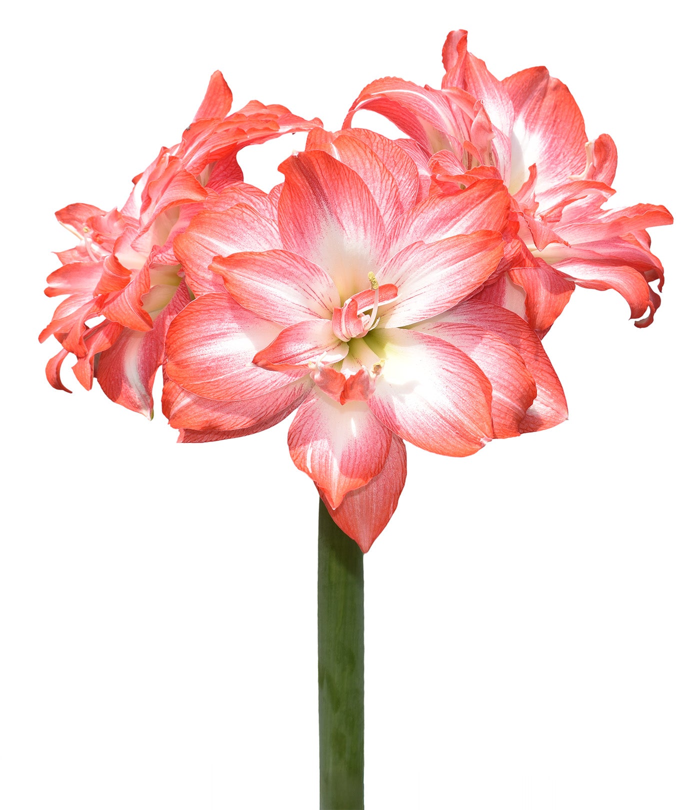 Tika Salsa Amaryllis - 28-32 cm bulb