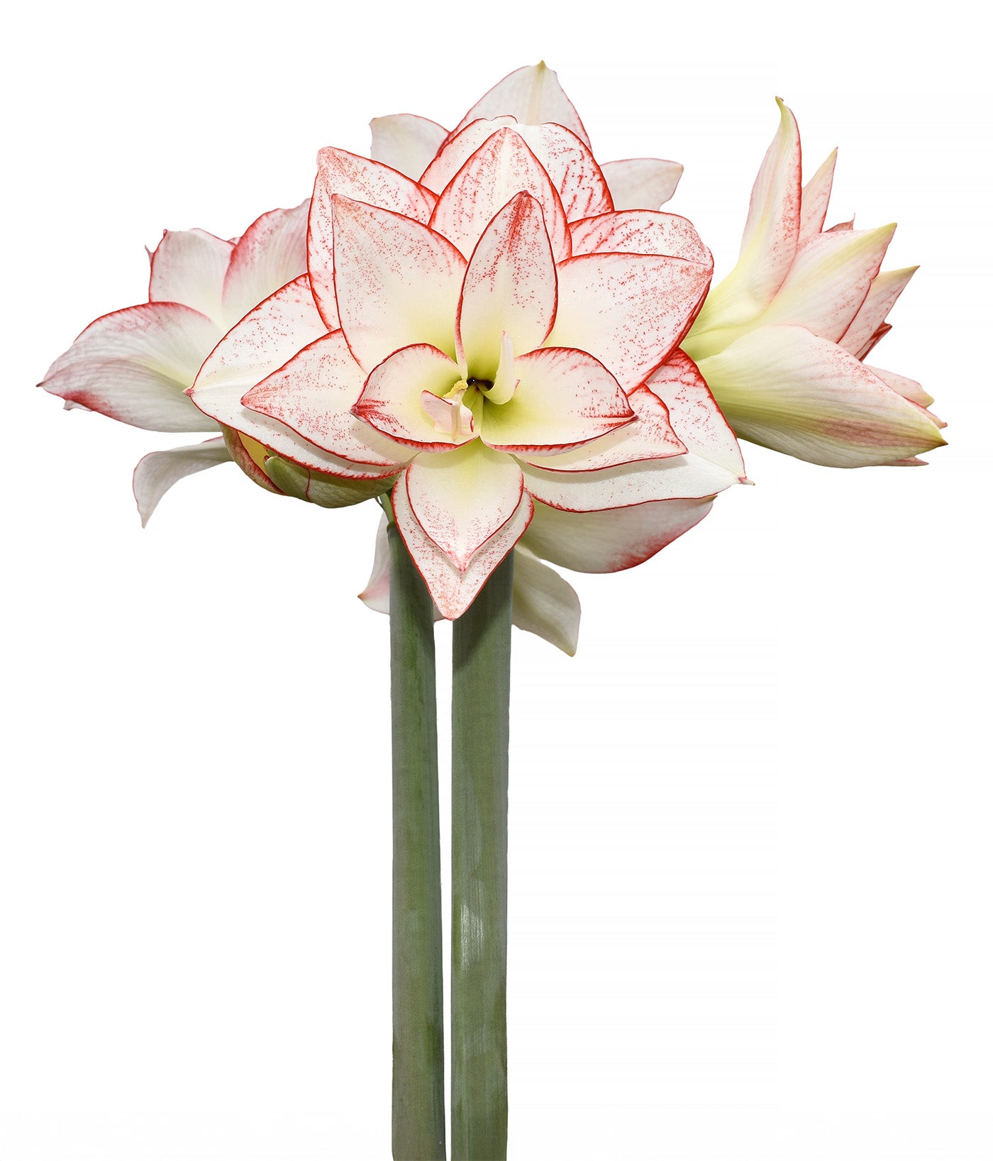 Tika Star Amaryllis - 28-32 cm bulb