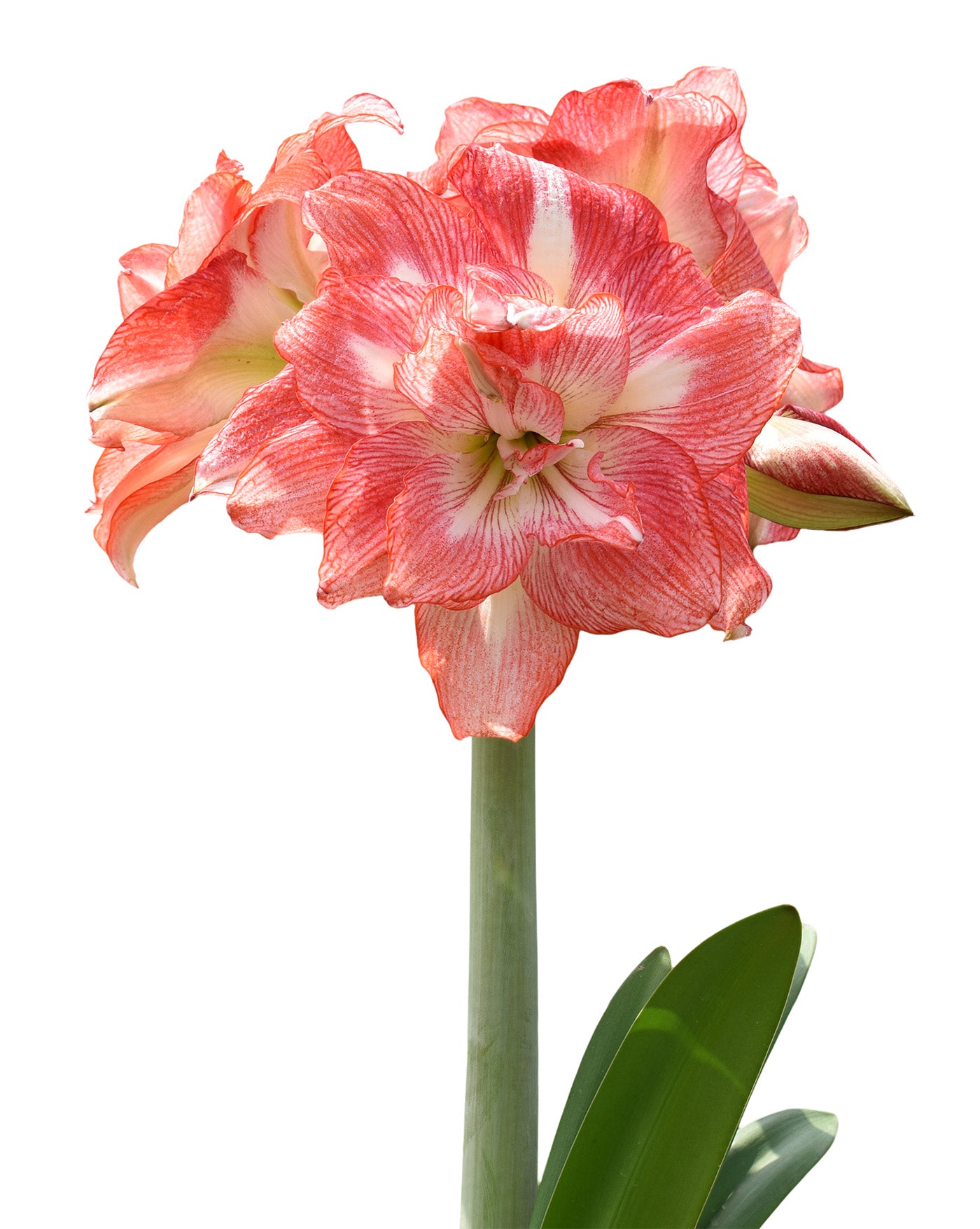 Tika Sunrise Amaryllis - 28-32 cm bulb