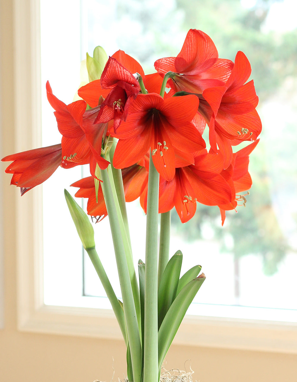 top_choice_amaryllis_sonata_-_1_bulb